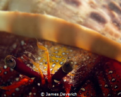 The humble hermit crab carries a great load on its back. ... by James Deverich 